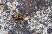 Une femelle (Araneae - Linyphiidae - Linyphia triangularis)